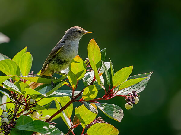 Kleiner Vogel sitzt auf einem Ast mit grünen Blättern und Beeren
