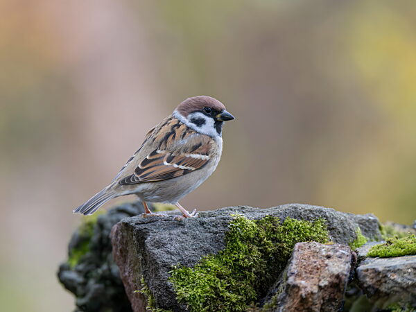Charmantes Spätzchen sitzt auf moosigem Stein in natürlicher Umgebung