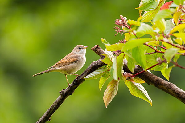 Kleiner Vogel sitzt auf einem Ast mit grünen Blättern