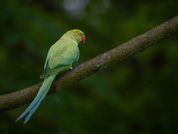 Lebhaft grüner Papagei sitzt auf einem Ast in einem üppigen Wald