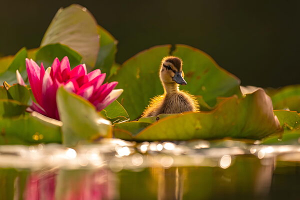 Entzückendes Entlein, das zwischen Seerosen mit rosa Blüten schwimmt
