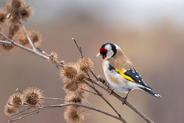 Goldfink sitzt auf einem Ast mit vertrockneten Blumen