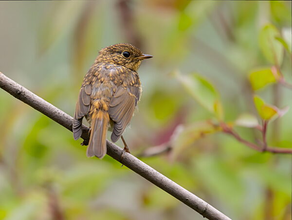 Kleiner Vogel sitzt auf einem Ast mit verschwommenen grünen Blättern im Hintergrund