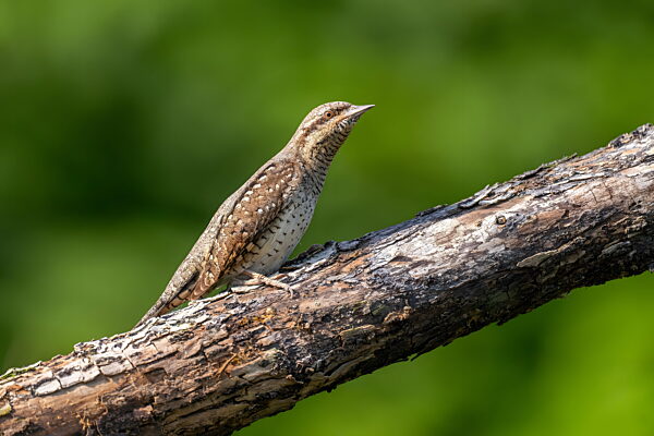 Braunfleckiger Specht sitzt auf einem Ast vor grünem Hintergrund