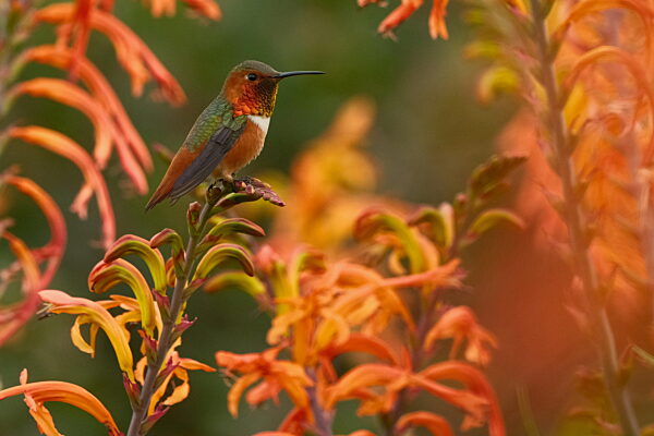 Rostbauchkolibri ruht sich auf Blumen in La Jolla in der Nähe von San Diego, Kalifornien, aus.