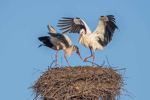 Weißstorch (Ciconia ciconia) im Flug landet im Frühling unter klarem blauem Himmel auf seinem Nest.