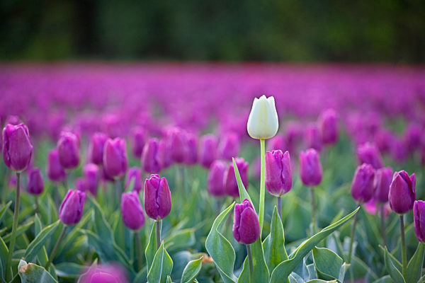 Tulip fields at Narborough near Swaffham in the Norfolk countryside.