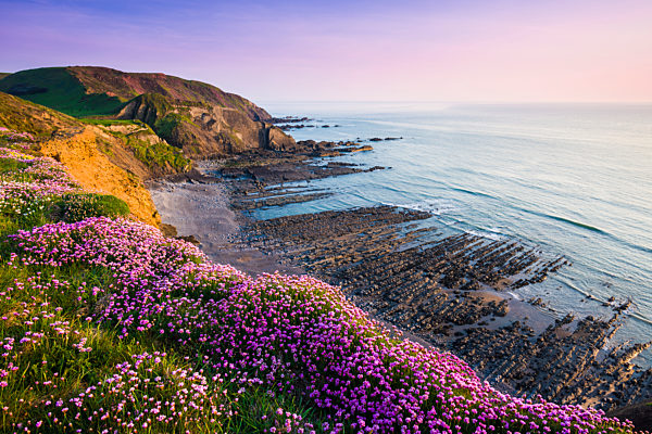 Thrift or Sea Pink in flower on the coastal cliff top at Speke's Mill Mouth.