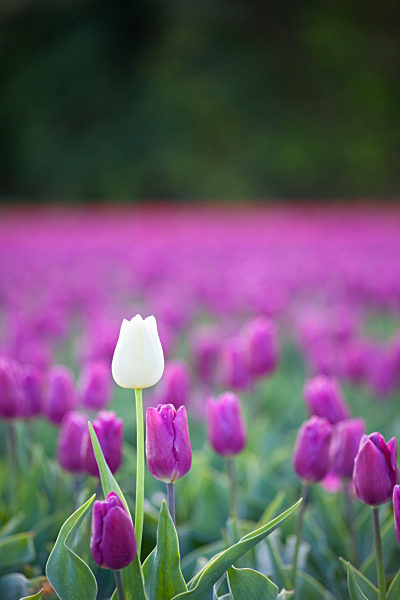 Tulip fields at Narborough near Swaffham in the Norfolk countryside.