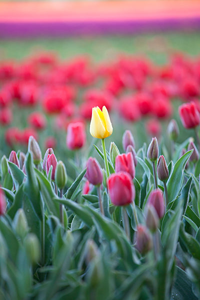 Tulip fields at Narborough near Swaffham in the Norfolk countryside.