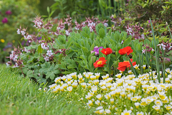 Red poppy flowers in a cottage garden in Wales.