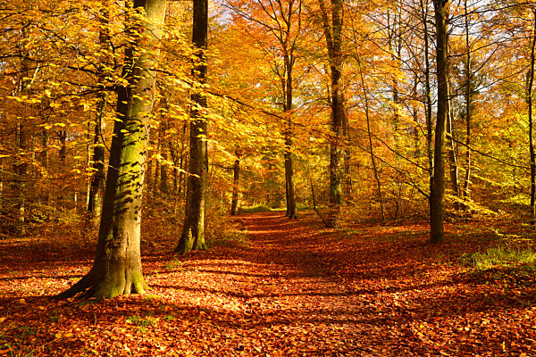 An autumnal forest in Wickham.