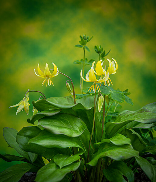 The trout lily also known as yellow trout lily or yellow dogtooth violet.