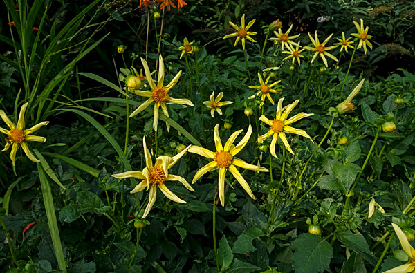 Close up of yellow star dahlias in summer border.
