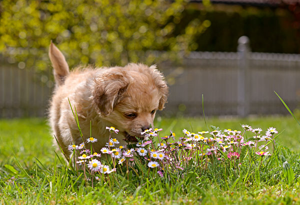 10.05.2020, Hunde-Welpen