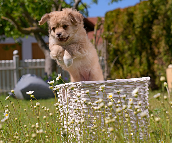 10.05.2020, Hunde-Welpen