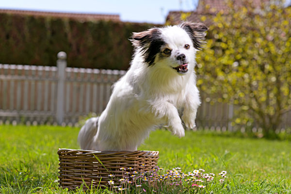 10.05.2020, Hunde-Welpen