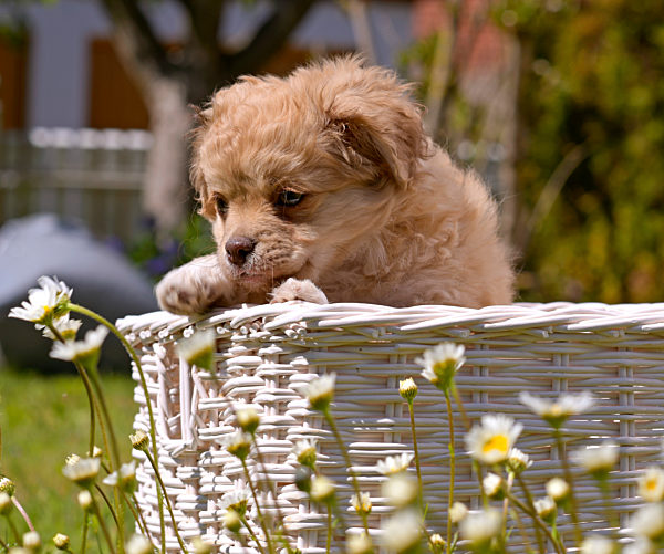 10.05.2020, Hunde-Welpen