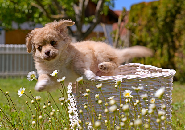 10.05.2020, Hunde-Welpen