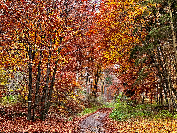 15.11.2021, Unterroth Herbst