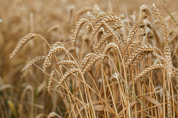 13.07.2023, Weizenfelder in der Abendsonne