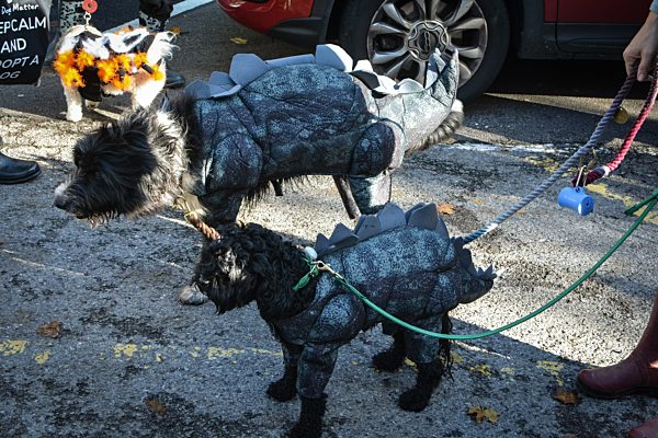 Halloween dog walk in London