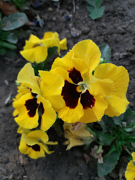 Italy: Cologna Veneta in Fiore