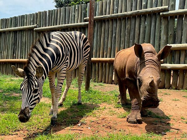 Kleines Nashorn und Zebra werden dicke Freunde