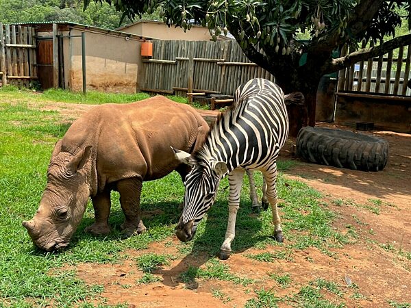 Kleines Nashorn und Zebra werden dicke Freunde