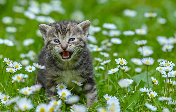 Kätzchen auf Erkundungstour