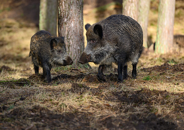 Wildschwein