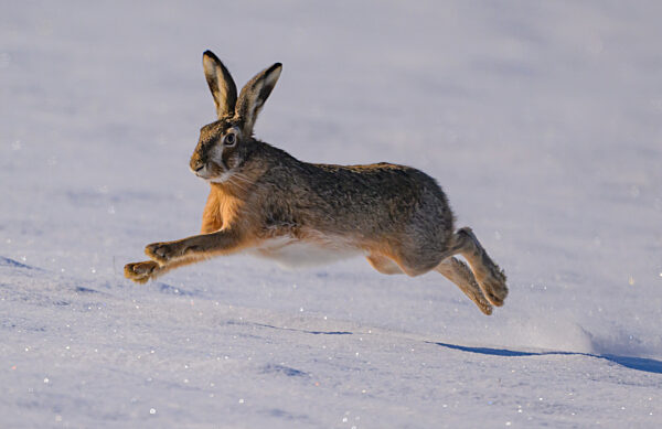 Winter in Brandenburg
