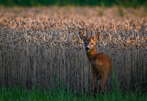 Abendstimmung in Brandenburg