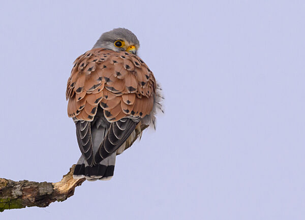 Winter in Brandenburg