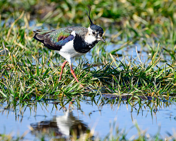 Kiebitze: Rückkehr der Frühlingsboten