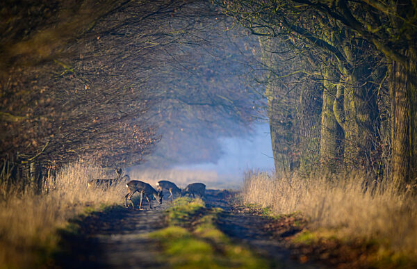 Morgenstimmung in Brandenburg