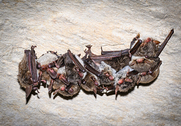 Fledermausquartier in Gewölben von alter Brauerei