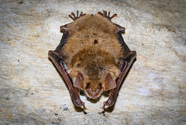 Fledermausquartier in Gewölben von alter Brauerei