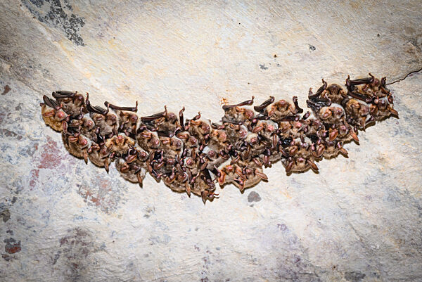 Fledermausquartier in Gewölben von alter Brauerei