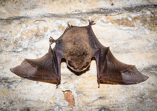 Fledermausquartier in Gewölben von alter Brauerei