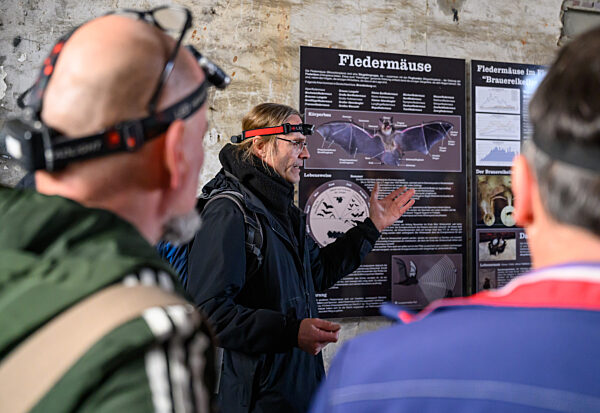 Fledermausquartier in Gewölben von alter Brauerei
