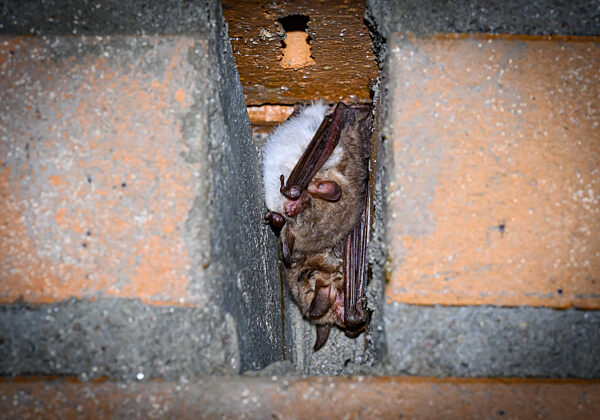 Fledermausquartier in Gewölben von alter Brauerei