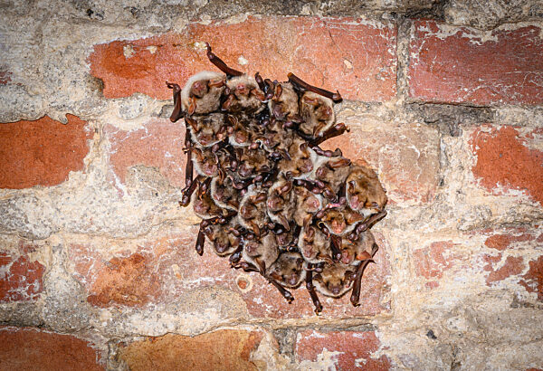 Fledermausquartier in Gewölben von alter Brauerei
