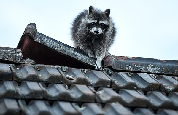 Waschbär auf dem Dach