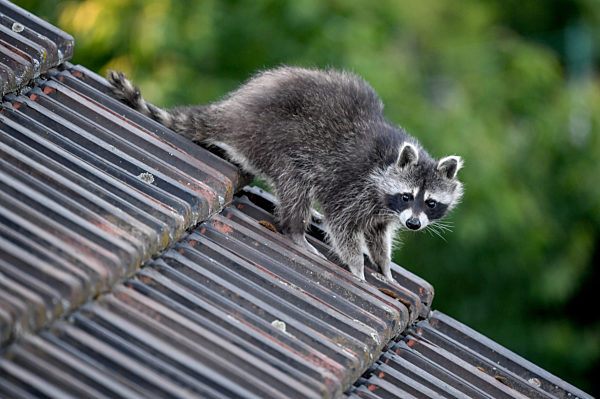 Ein Waschbär geht auf Streifzug