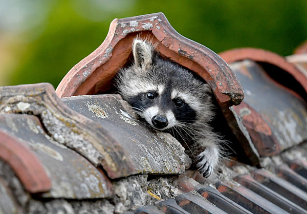 Ein Waschbär geht auf Streifzug