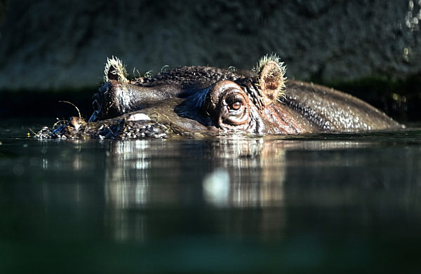 Flusspferd im Zoo