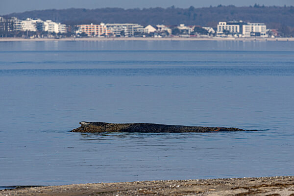Wal an der Ostseeküste gestrandet – Rettung läuft