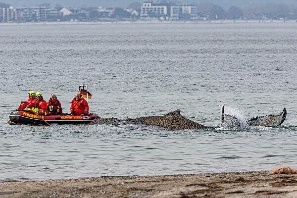 Wal an der Ostseeküste gestrandet – Rettung läuft