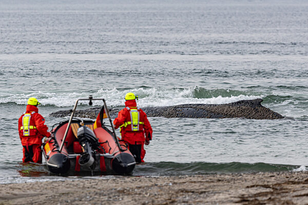 Wal an der Ostseeküste gestrandet